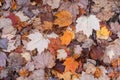 A leaf carpet in a UK woodland in autumn Royalty Free Stock Photo