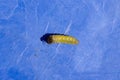 LEAF CASE CADDIS Leptoceridae . These caddis larvae stiitch a leaf into a case. size 18mm