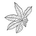 Leaf of castor, vector illustration