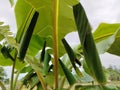 leaf caterpillar nest