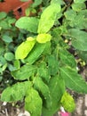 Leaf Caterpillar pests damage the leaves of plants Royalty Free Stock Photo