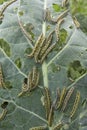 leaf with caterpillas pest