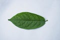 Leaf of Catharanthus ovalis, plant produces about 130 of these compounds, including vinblastine and vincristine, two drugs used to
