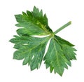 leaf of celeriac (celery) plant cutout on white