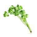 Leaf of celery isolated on white background ,Green leaves pattern Royalty Free Stock Photo