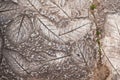 Leaf on cement texture background.