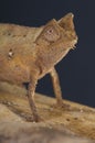 Leaf Chameleon / Brookesia superciliaris