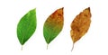 Leaf change Royalty Free Stock Photo