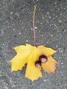 Leaf and chestnut Royalty Free Stock Photo