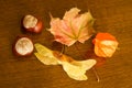 Leaf, chestnut, physalis