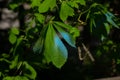 Leaf of a chestnut tree with blue color paint sprayed on it Royalty Free Stock Photo