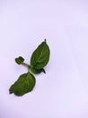 A spring of Chilli leaf shoots is scientifically named Capsium baccatum