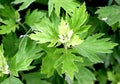 Leaf of Chinese mugwort Royalty Free Stock Photo