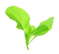 Leaf of choy sum a kind of chinese vegetable isolated on white Royalty Free Stock Photo