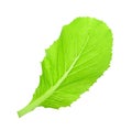 Leaf of choy sum a kind of chinese vegetable isolated on white Royalty Free Stock Photo