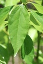 Leaf of Cinnamomum camphora tree Royalty Free Stock Photo
