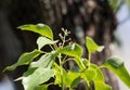 Leaf of Cinnamomum camphora tree