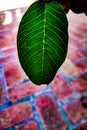 Leaf clarity amazing texture fabulous