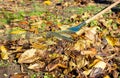 Leaf cleaning in the backyard. Autumn leaves. Rake work. Raking up foliage.