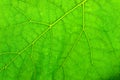 Leaf close-up