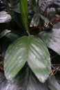 Leaf close up from chamaedorea ernesti augusti arecaceae from mexico and guetemala Royalty Free Stock Photo