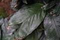 Leaf close up from chamaedorea ernesti augusti arecaceae from mexico and guetemala Royalty Free Stock Photo