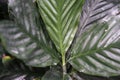 Leaf close up from chamaedorea ernesti augusti arecaceae from mexico and guetemala Royalty Free Stock Photo