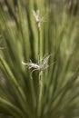 Dasylirion serratifolium close up