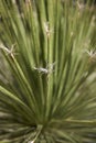 Dasylirion serratifolium close up