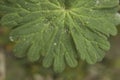 Leaf close up of Geranium molle Royalty Free Stock Photo