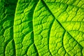 Leaf Royalty Free Stock Photo