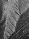 Leaf Close-Up Royalty Free Stock Photo