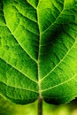 Leaf closeup Royalty Free Stock Photo