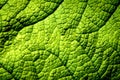 Leaf closeup