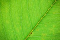 Leaf closeup, Light fresh green background, Royalty Free Stock Photo