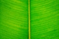 Leaf closeup, Light fresh green background, Royalty Free Stock Photo