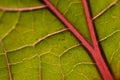 Leaf closeup macro Royalty Free Stock Photo