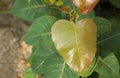 Leaf closeup. Pimple tree. Peepul tree. Ashvattha tree. Bodhi tree. Royalty Free Stock Photo