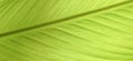 Leaf closeup texture Royalty Free Stock Photo