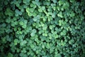 Leaf clover backgrounds ,walpapper Royalty Free Stock Photo