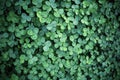 Leaf clover backgrounds ,walpapper