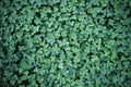 Leaf clover backgrounds ,walpapper Royalty Free Stock Photo