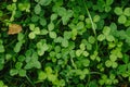 Leaf clover green background, floral background Royalty Free Stock Photo