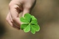 4 Leaf clover in hand