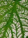Leaf clover texture