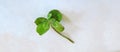 A 5 Leaf Clover on White Background Royalty Free Stock Photo