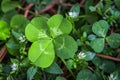 4-leaf clover and white flowers