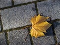 Leaf on cobble stones Royalty Free Stock Photo