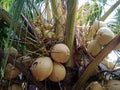 Leaf, coconut, coconut leaf, sky, nature, fruit, coconut fruit, Fruity, Royalty Free Stock Photo