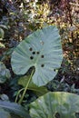 Leaf of cocoyam plant in natural forest